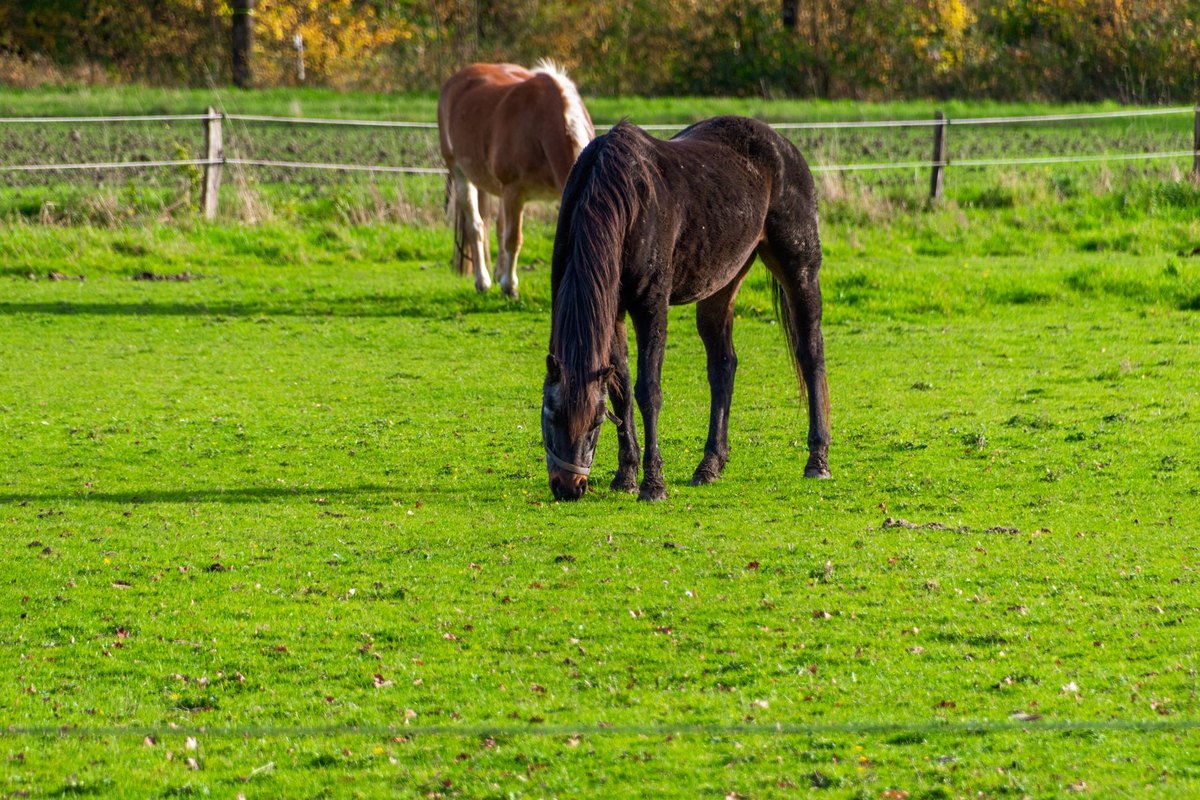 leberentgiftung beim pferd: mariendistel, artischocke, brenn – go4vet
