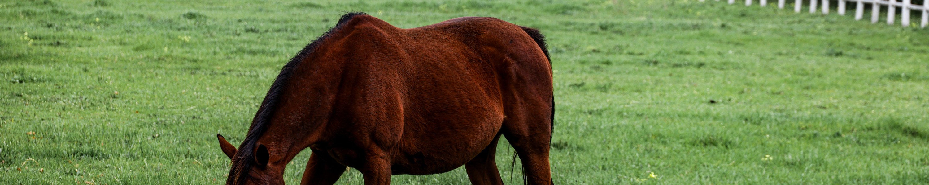 Leberentgiftung beim Pferd: Mariendistel, Artischocke, Brennnessel sinnvoll einsetzen