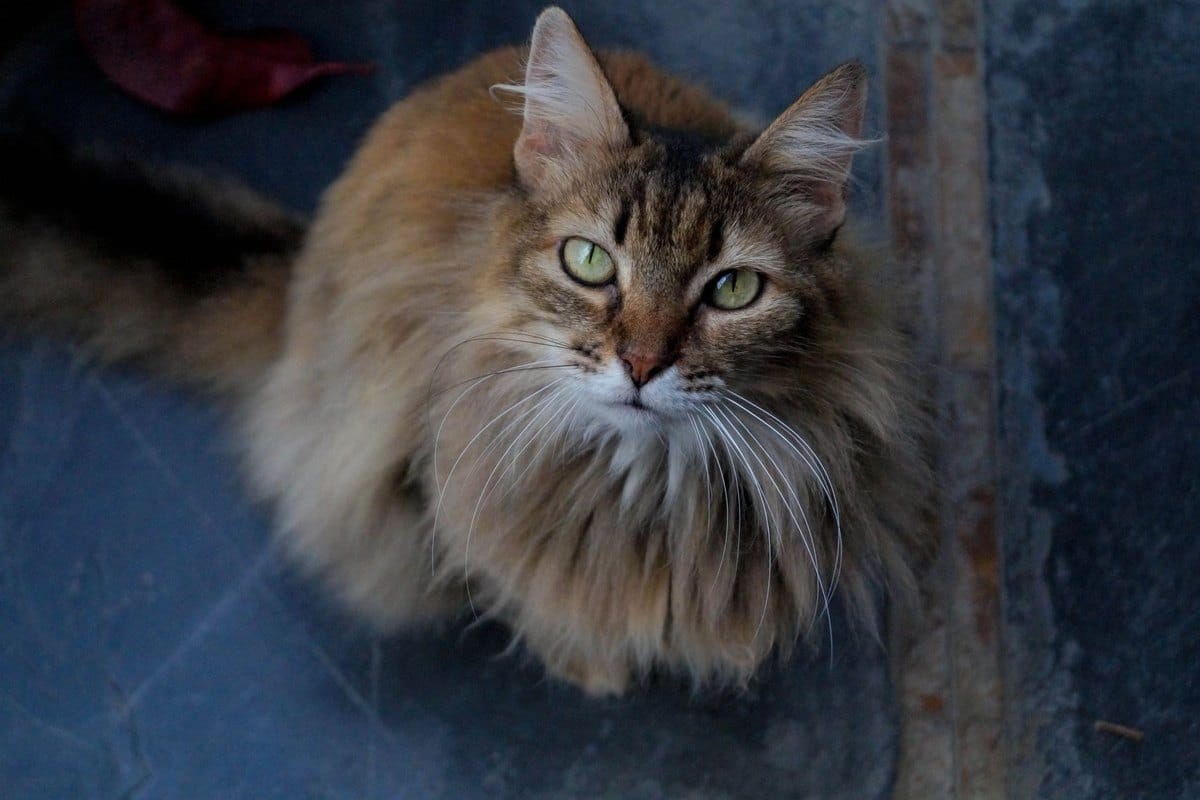 Lebererkrankungen bei Katzen – go4vet