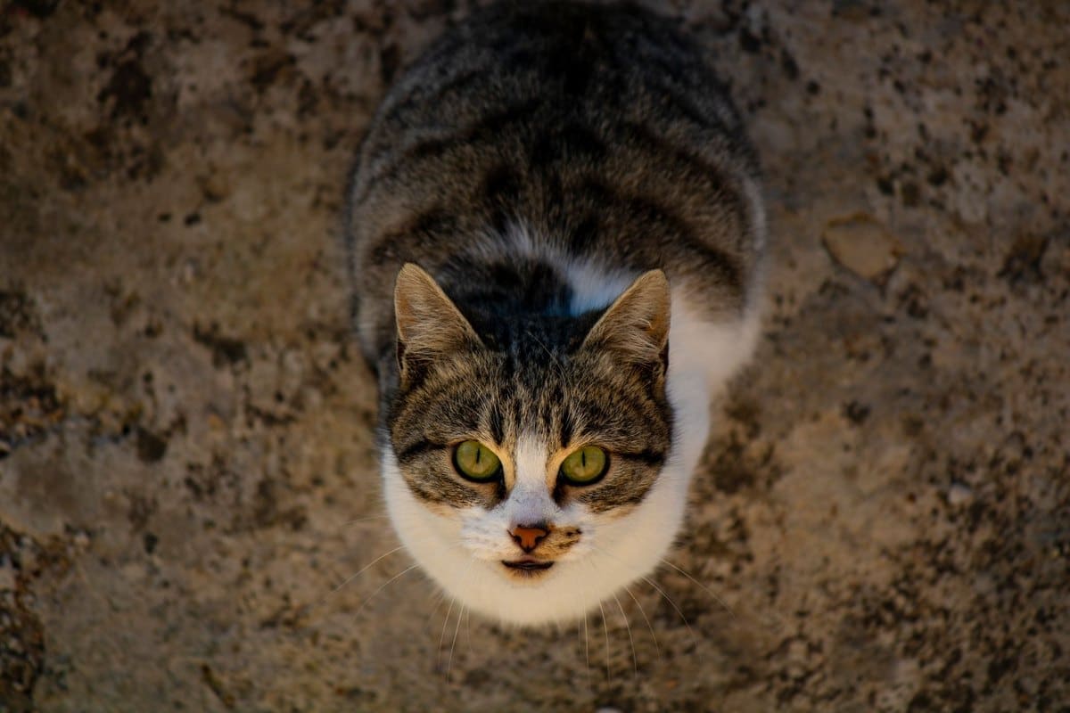 Lebererkrankungen bei Katzen – go4vet