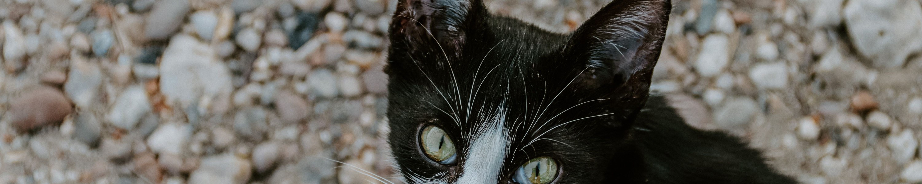 Lebererkrankungen bei Katzen