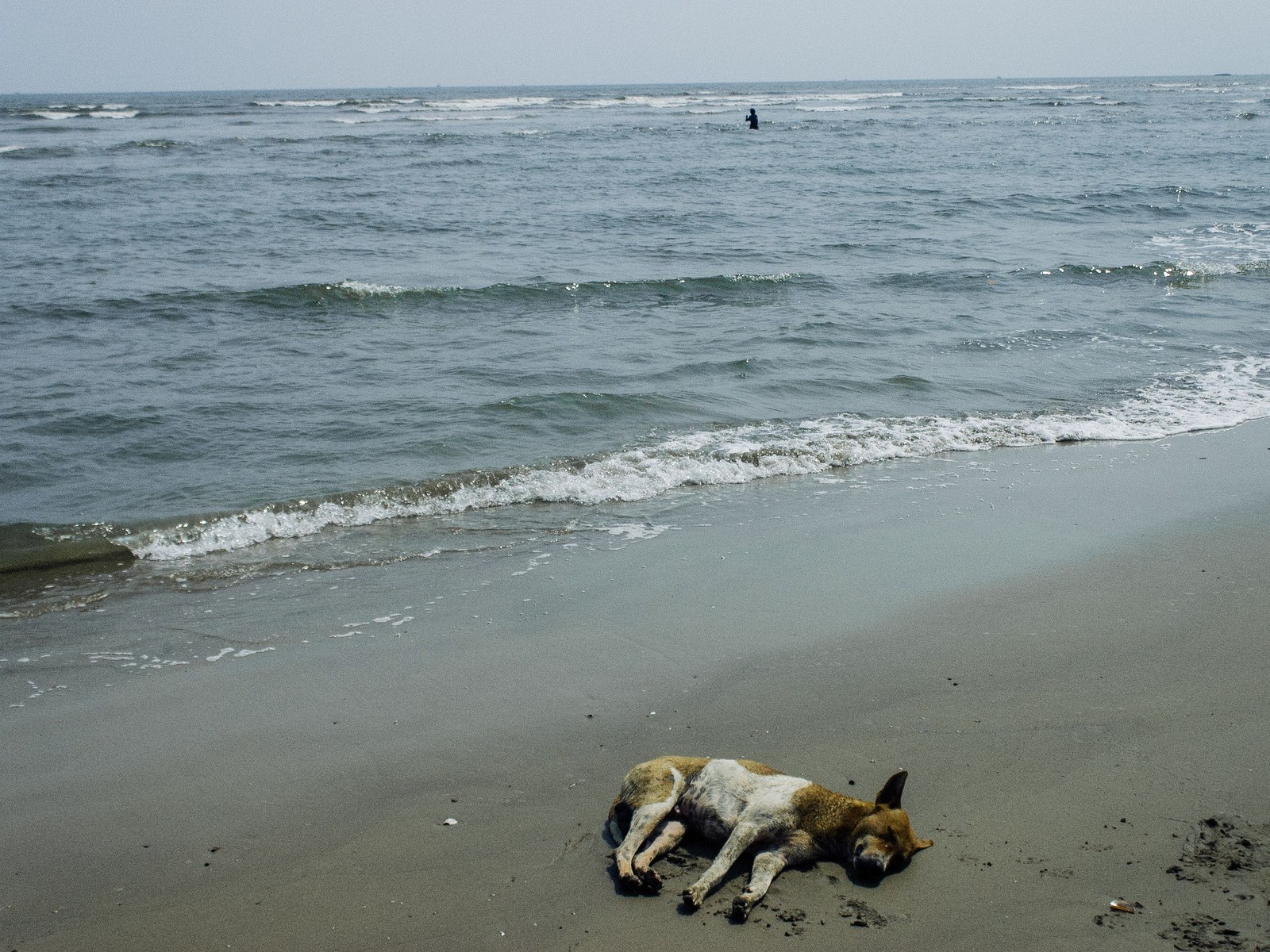 Leishmaniose beim Hund
