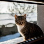 Leishmaniose bei Katzen