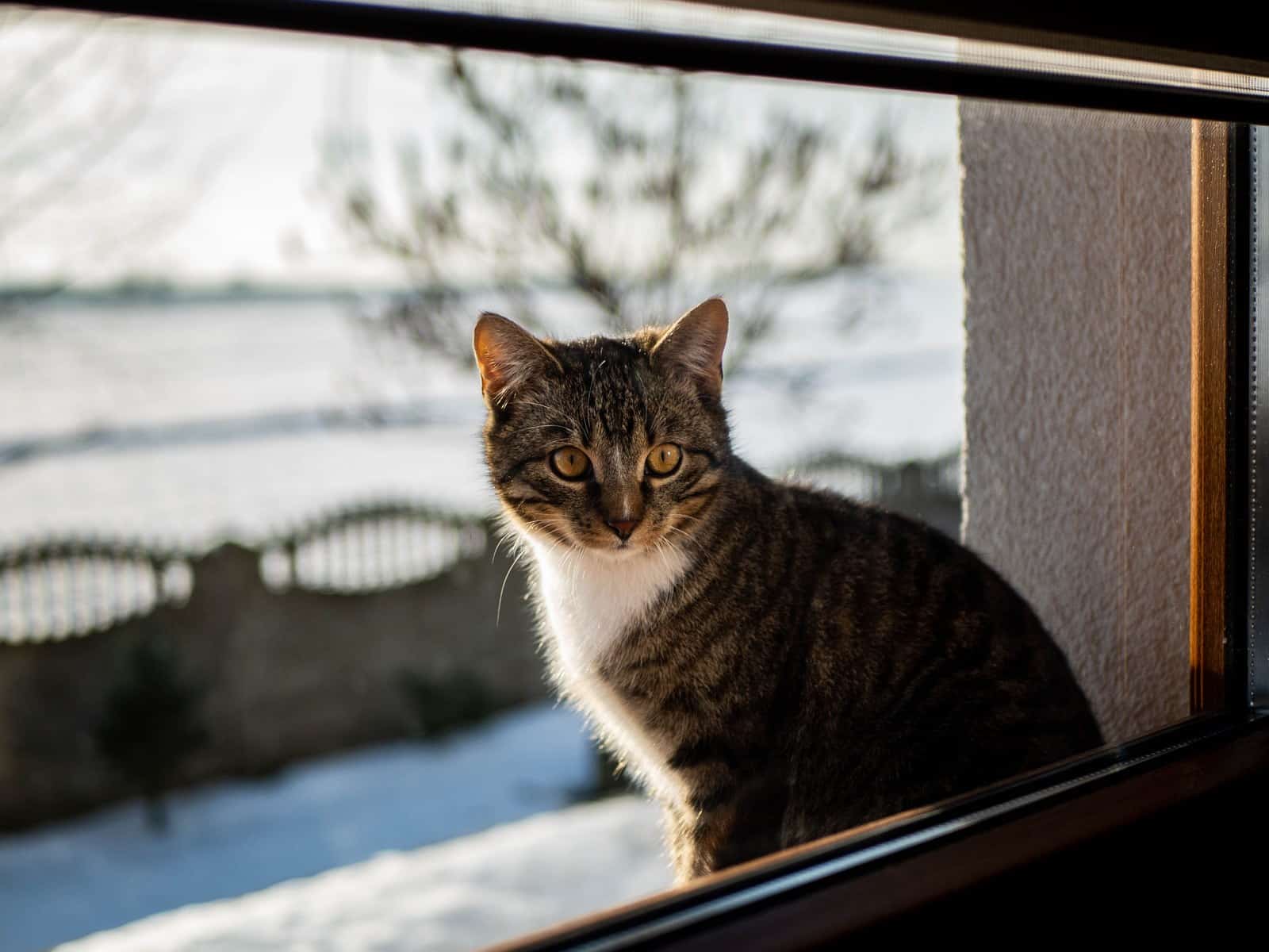 Leishmaniose bei Katzen