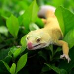 Leopardgecko halten: Der ultimative Einsteigerguide