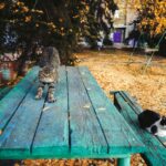 Leptospirose bei Katzen