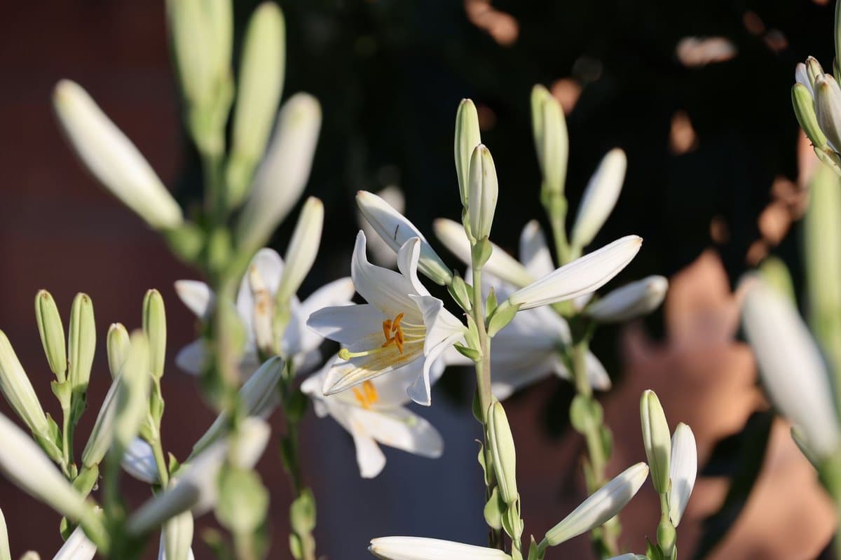 Lilien giftig für Katzen: Lebensgefährlich für Katzen! – go4vet