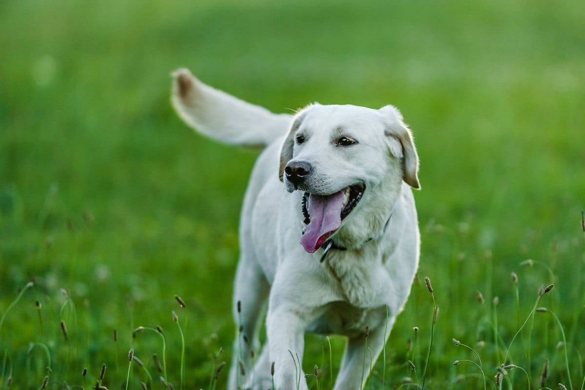 Lipom Hund – go4vet