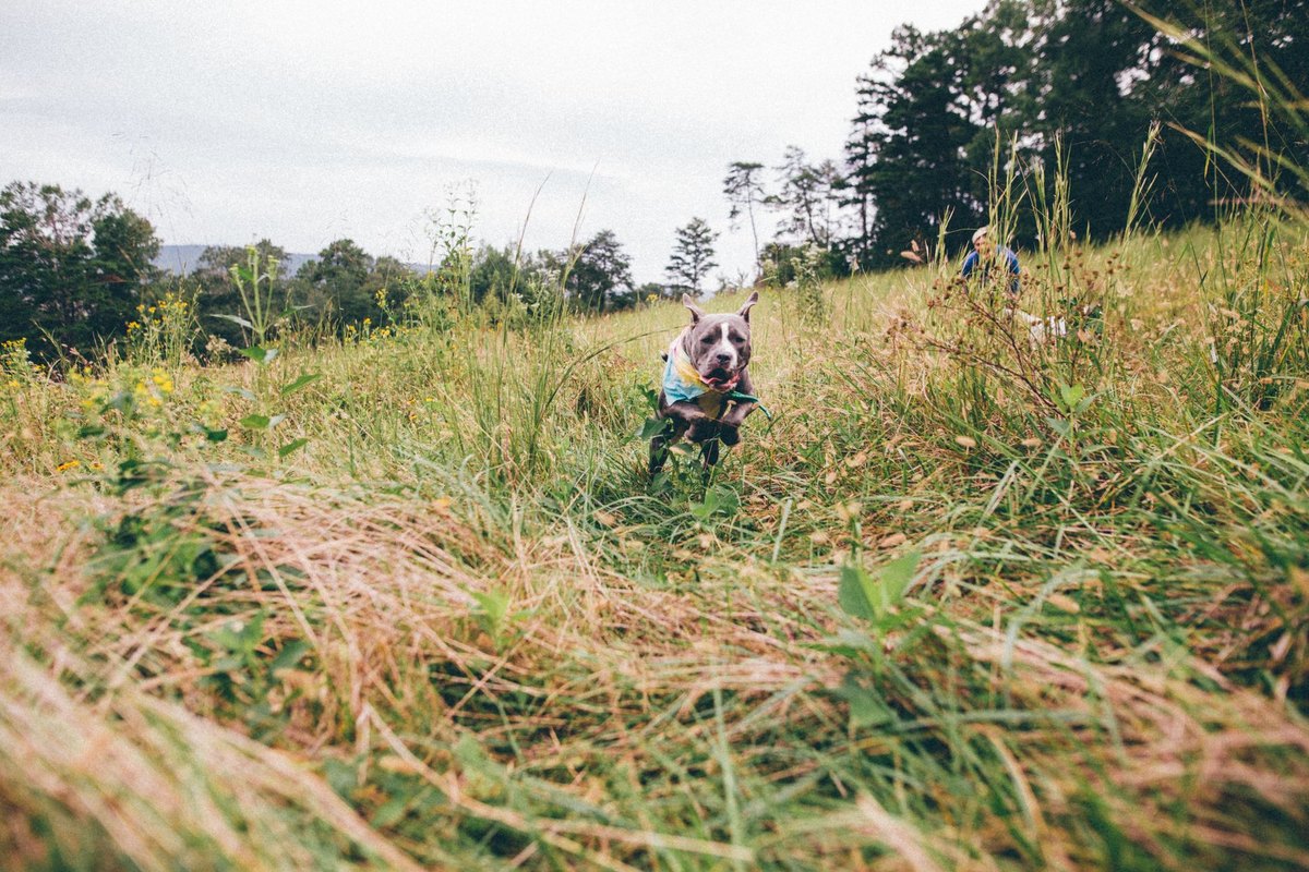 Lipom Hund – go4vet