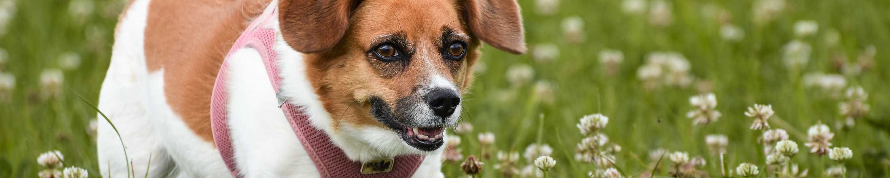 Lipom Hund