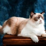 Lipom Katze