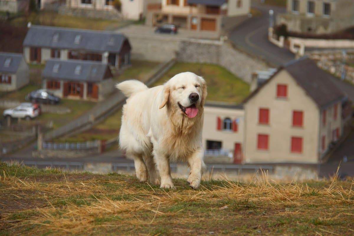 Lymphdrüsenkrebs Hund – go4vet