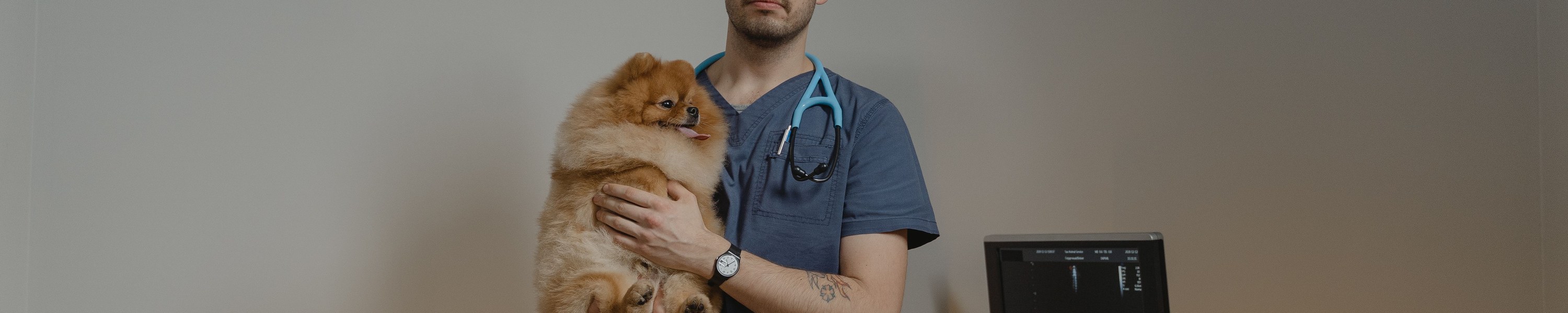 Lymphdrüsenkrebs Hund