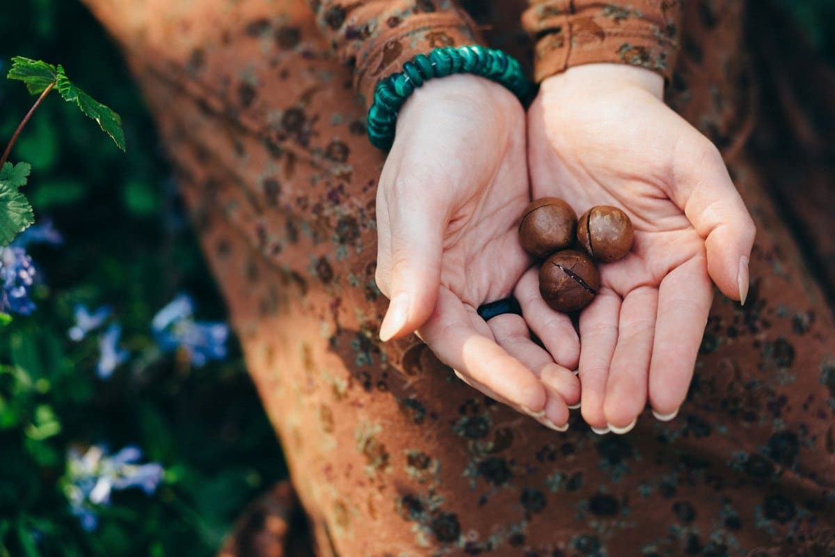 Macadamia Nüsse Hund: Sind Macadamia giftig? – go4vet