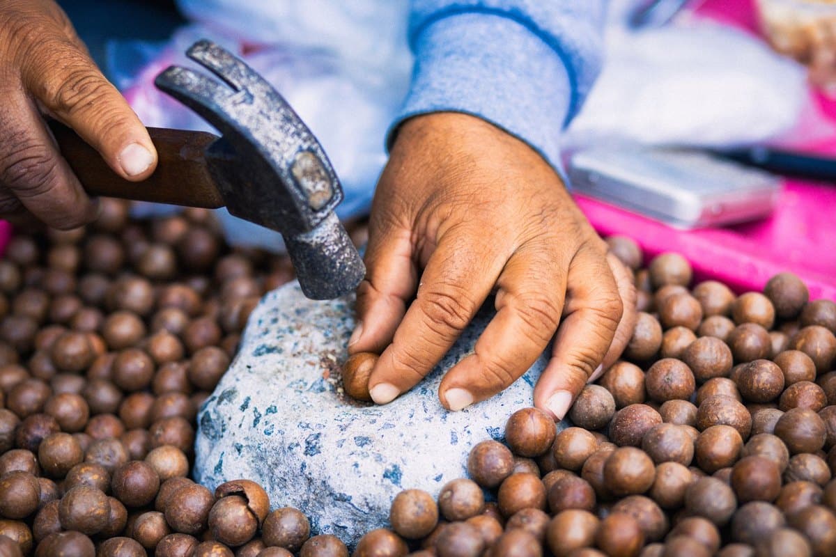 Macadamia Nüsse Katze: Sind Macadamia giftig? – go4vet