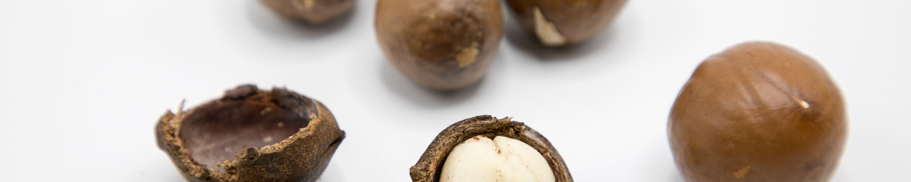 Macadamia Nüsse Katze: Sind Macadamia giftig?