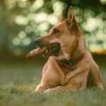 Magen-Darm-Probleme beim Hund