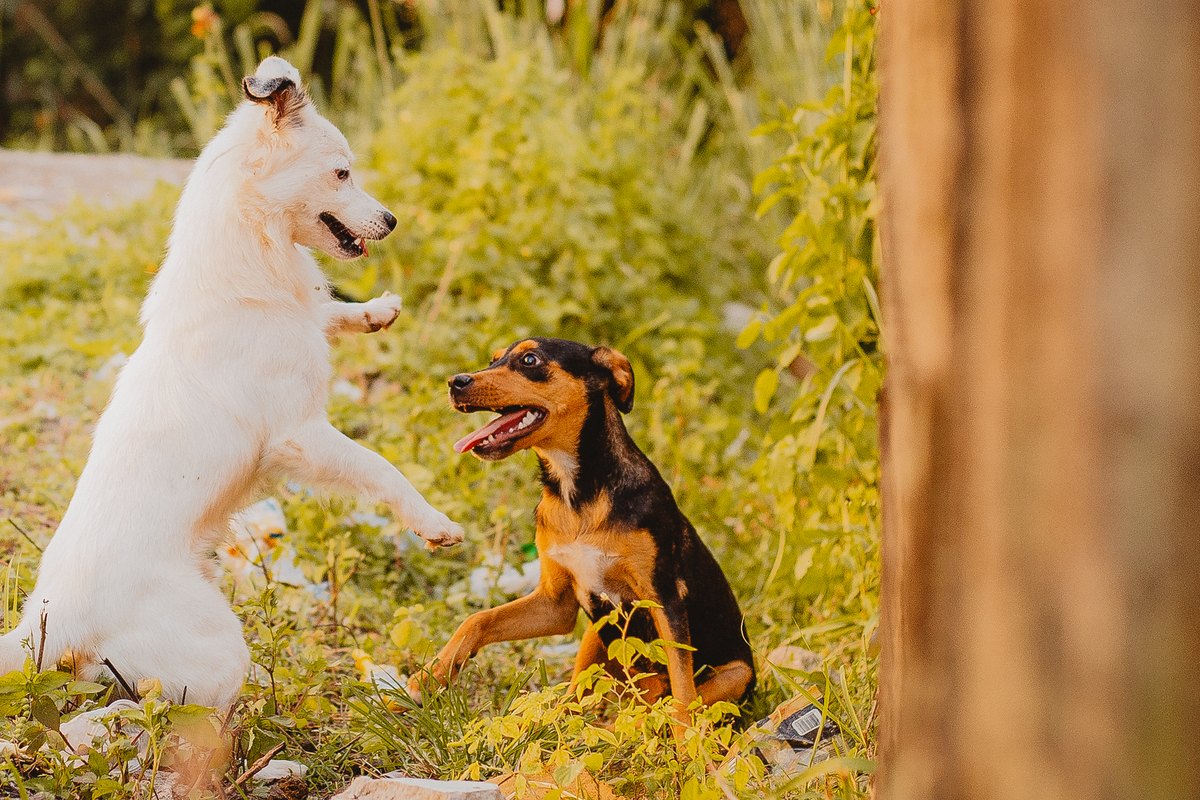 Magen-Darm-Probleme beim Hund – go4vet