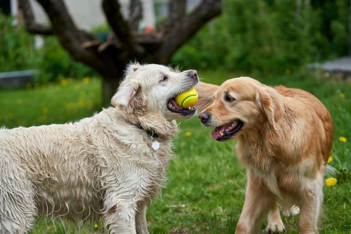 Magen-Darm-Probleme beim Hund – go4vet