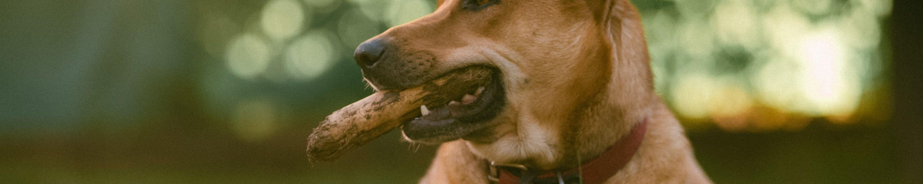 Magen-Darm-Probleme beim Hund