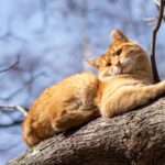 Magendrehung bei Katzen