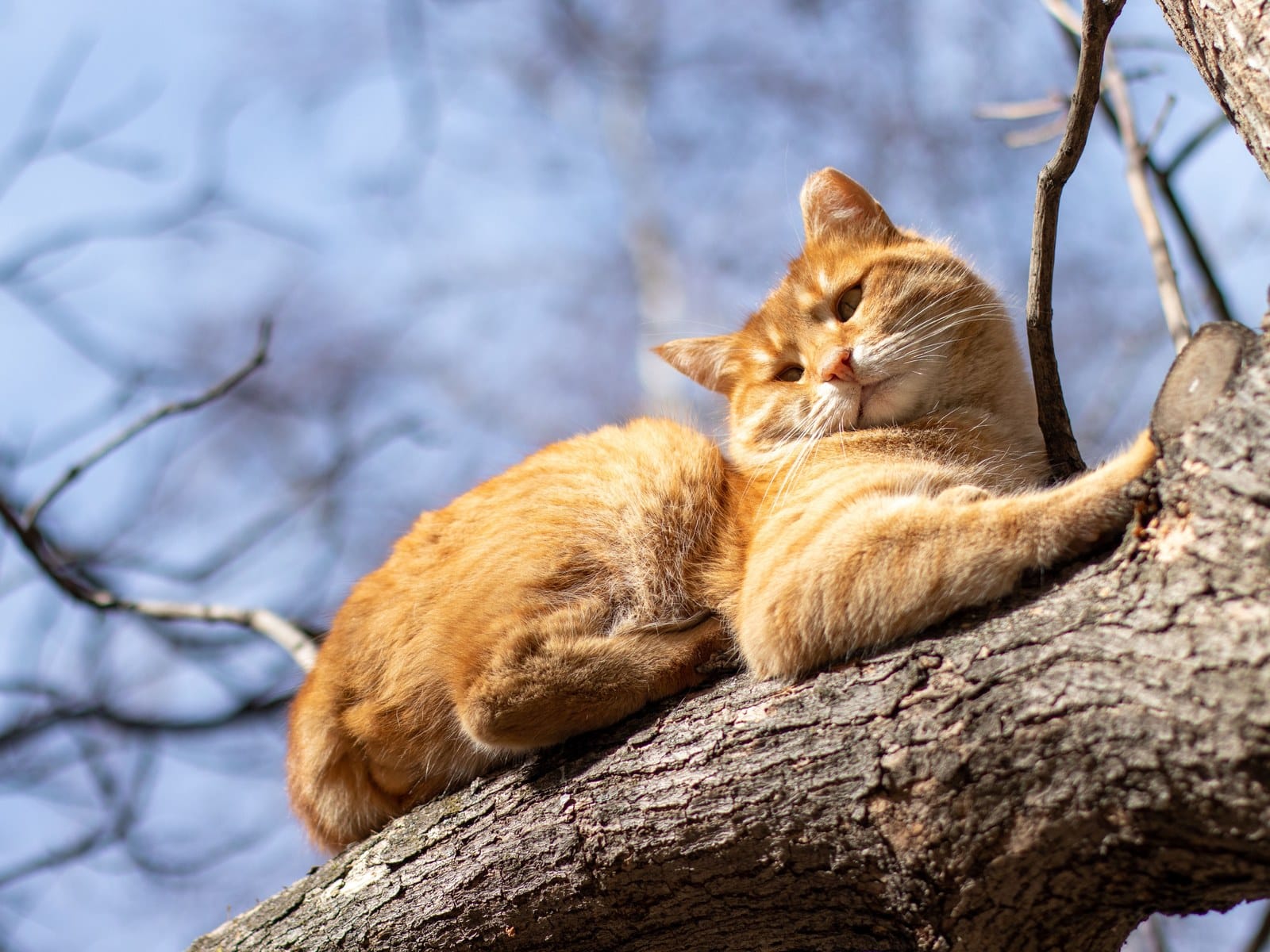 Magendrehung bei Katzen