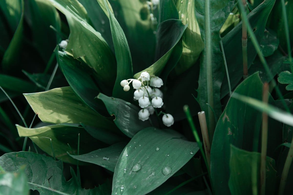 Maiglöckchen giftig: Eine der giftigsten Gartenpflanzen! – go4vet