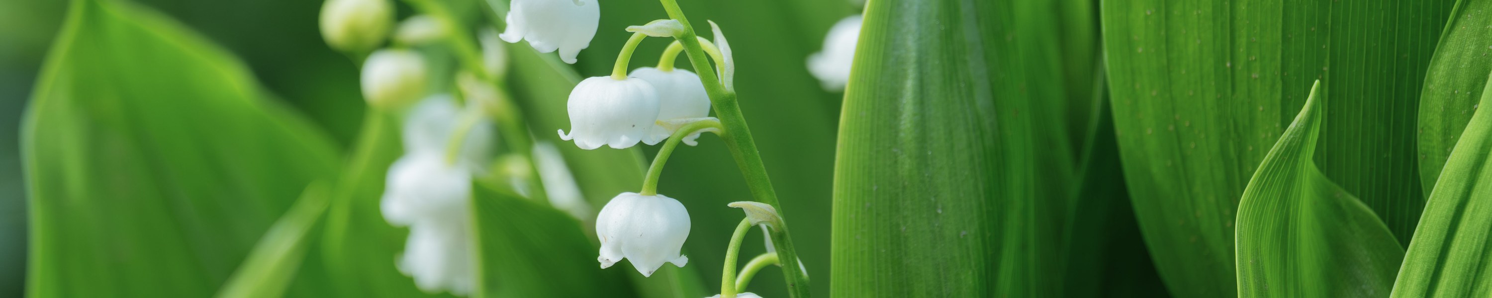 Maiglöckchen giftig: Eine der giftigsten Gartenpflanzen!