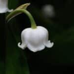 Maiglöckchen giftig: Eine der giftigsten Gartenpflanzen!