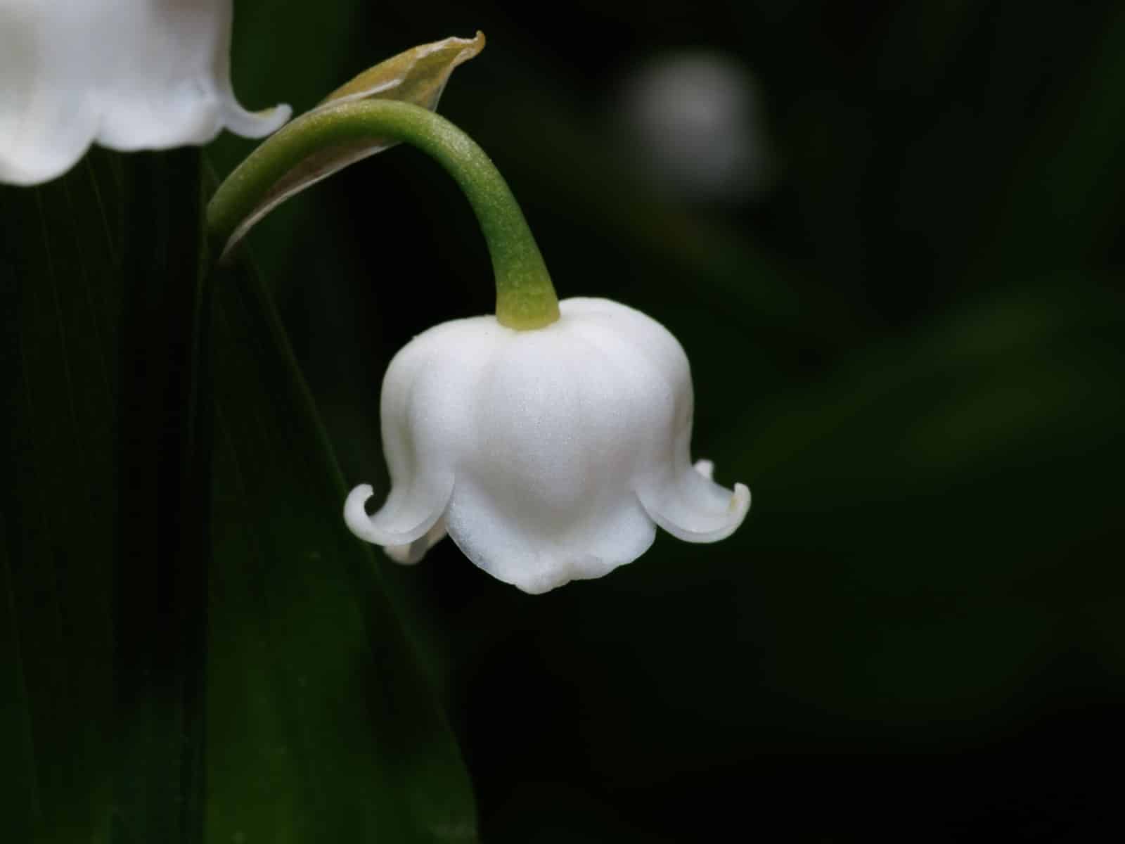 Maiglöckchen giftig: Eine der giftigsten Gartenpflanzen!