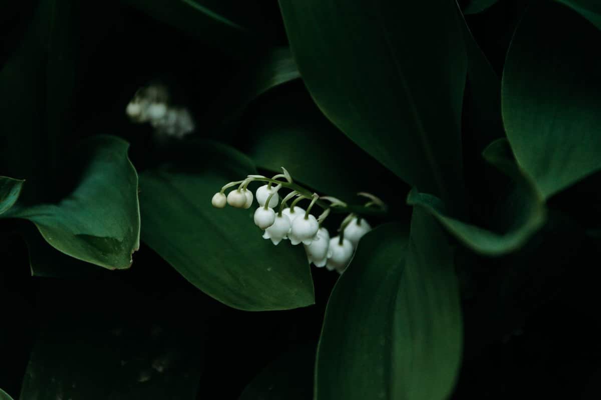 Maiglöckchen giftig: Eine der giftigsten Gartenpflanzen! – go4vet