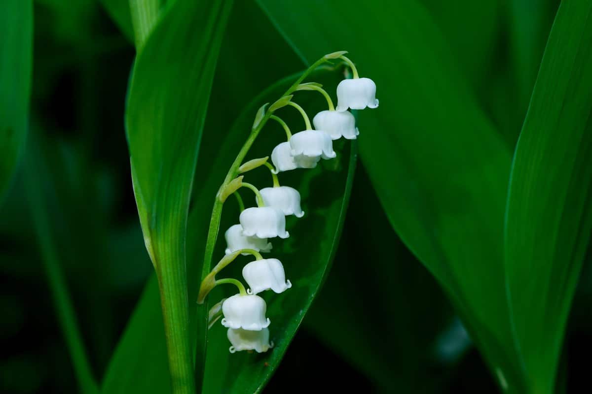 Maiglöckchen giftig: Eine der giftigsten Gartenpflanzen! – go4vet