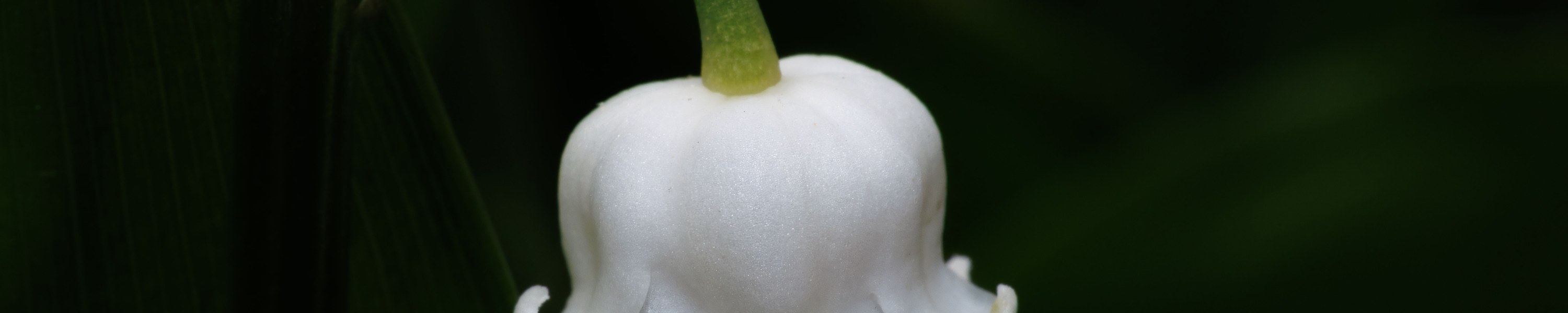 Maiglöckchen giftig: Eine der giftigsten Gartenpflanzen!