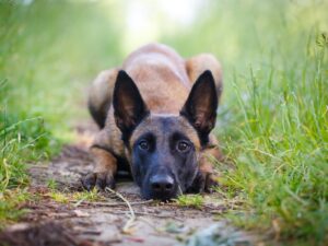Malinois
