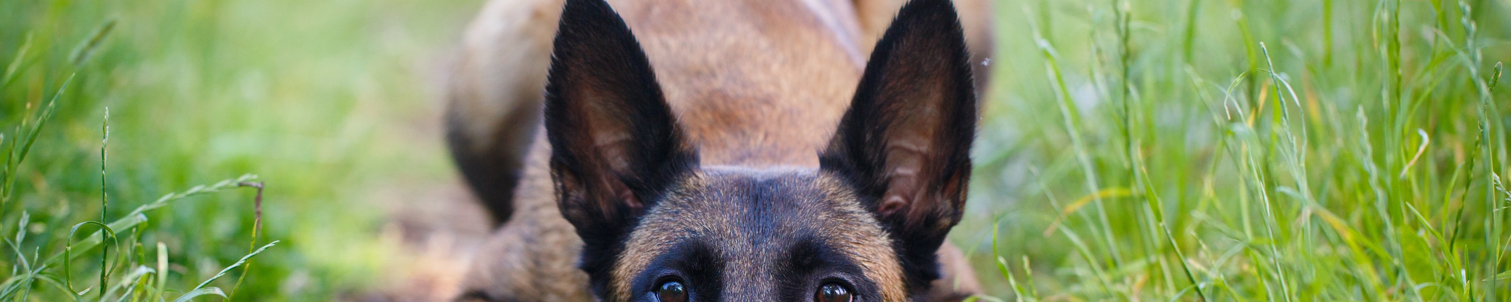 Malinois