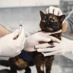 Mammatumor bei der Katze