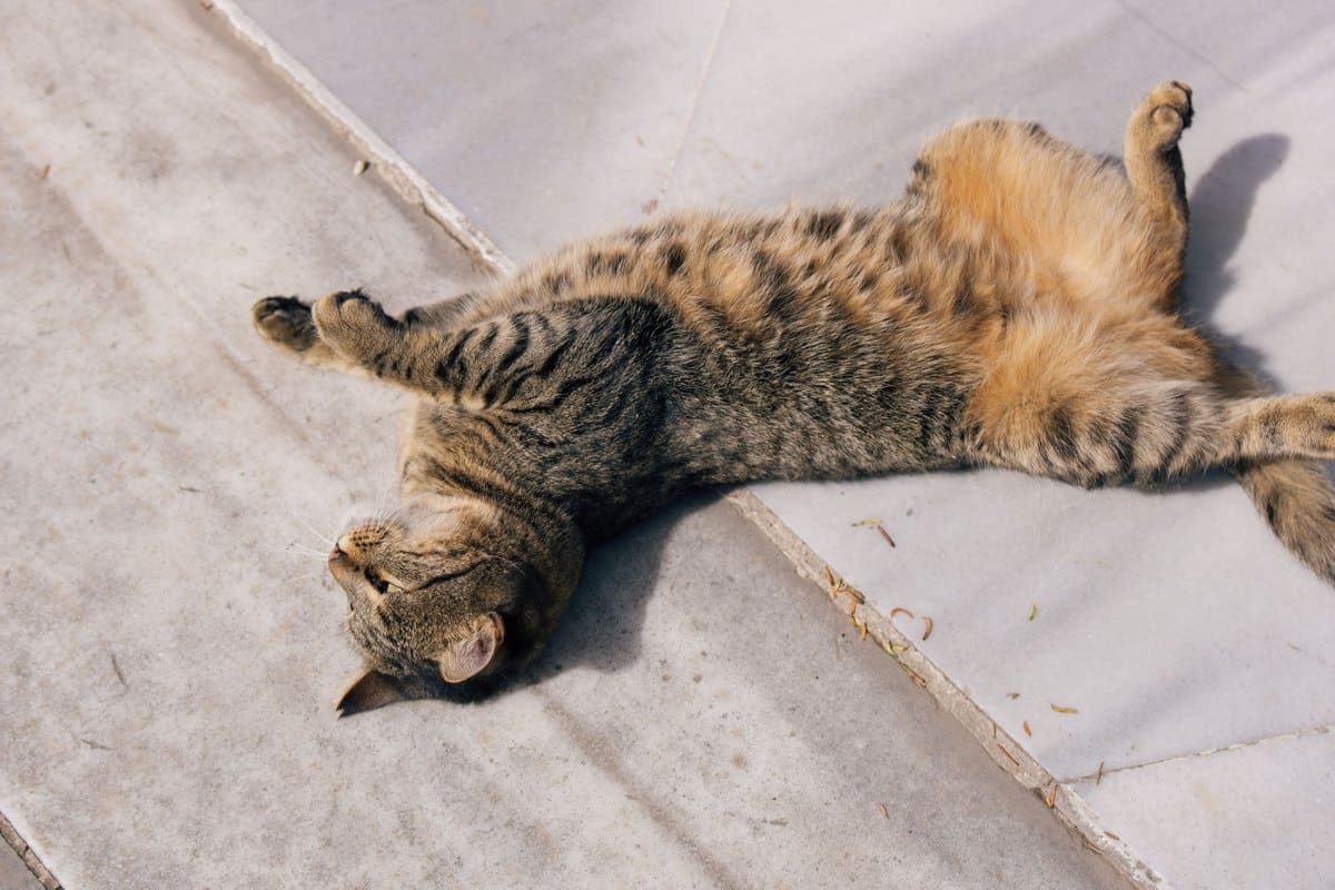 Mammatumor bei der Katze – go4vet