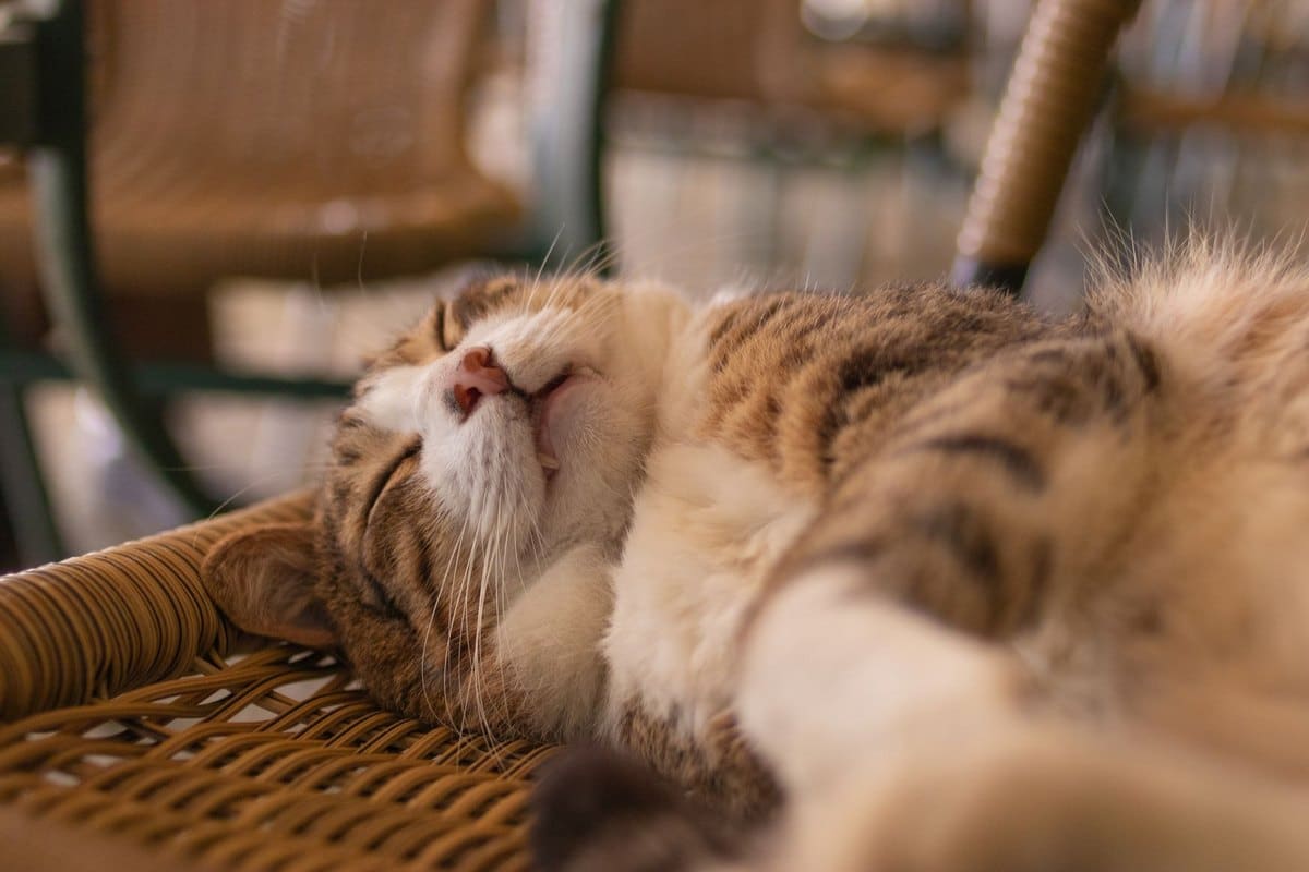 Mammatumor bei der Katze – go4vet