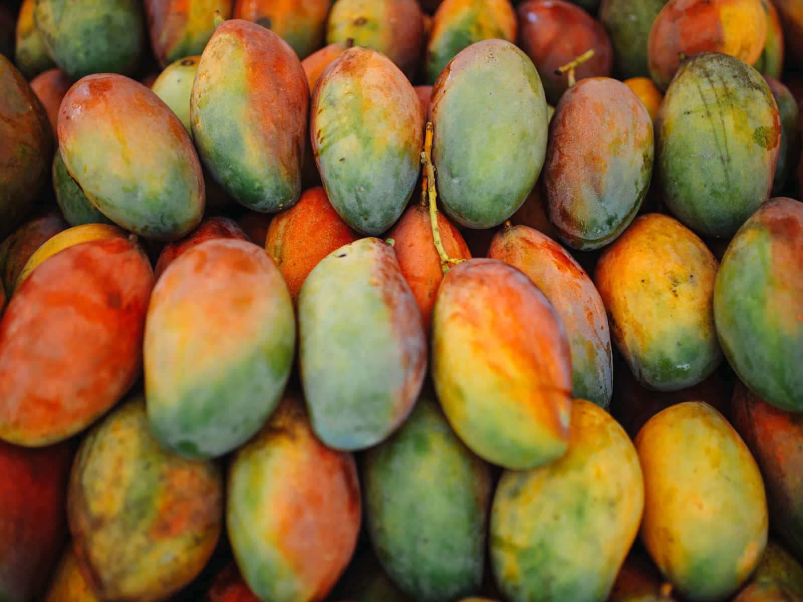 Dürfen Hunde Mango essen? Tropischer Snack mit einer Ausnahme