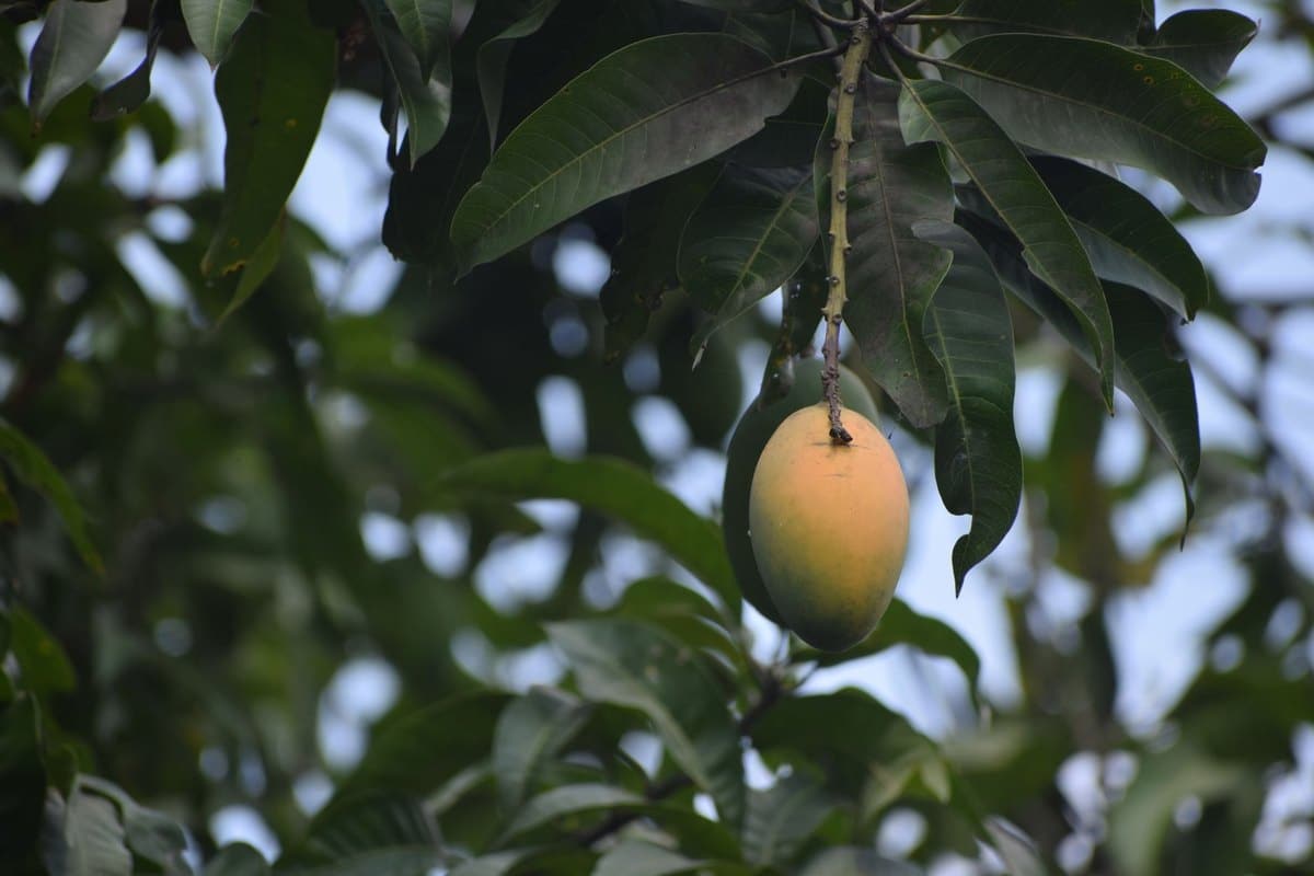 Dürfen Hunde Mango essen? Tropischer Snack mit einer Ausnahm – go4vet