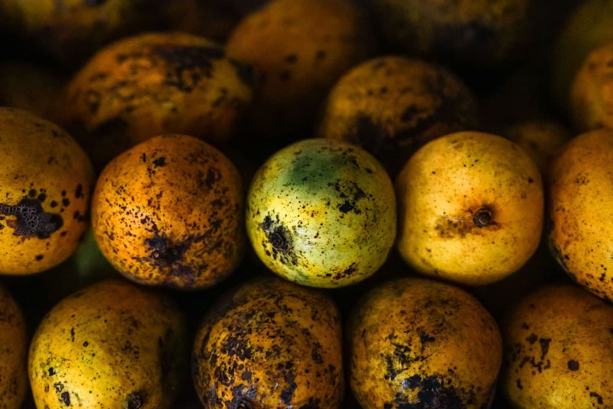 Dürfen Hunde Mango essen? Tropischer Snack mit einer Ausnahm – go4vet