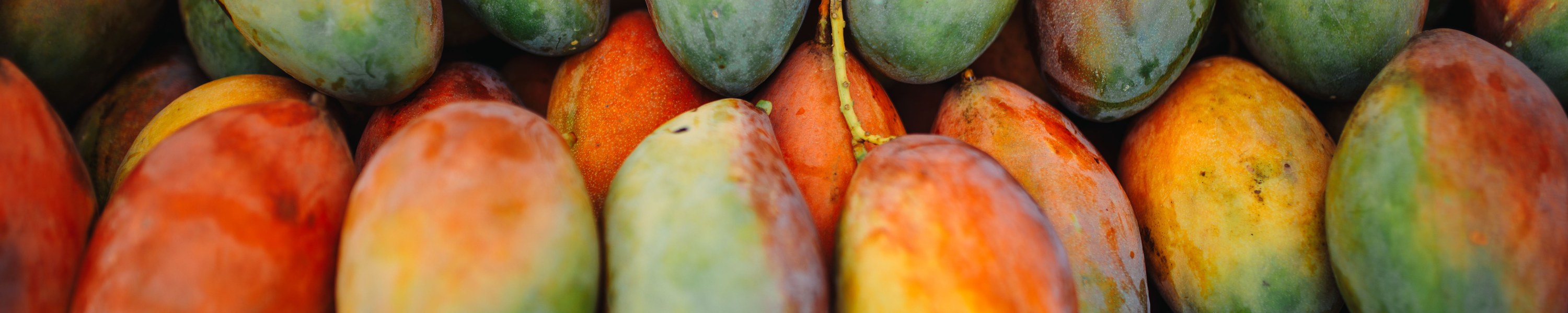 Dürfen Hunde Mango essen? Tropischer Snack mit einer Ausnahme