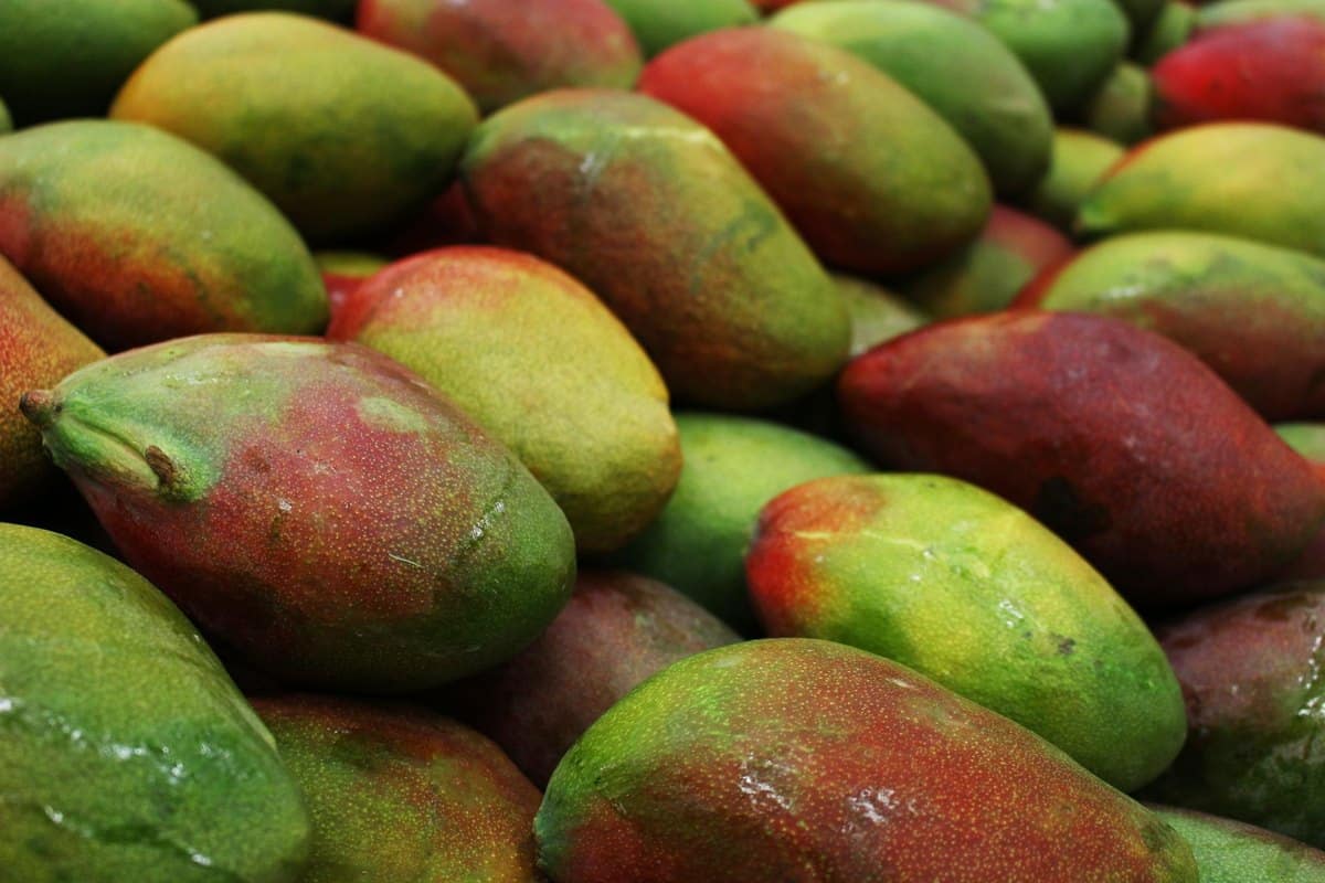 Dürfen Katzen Mango essen? Tropischer Snack mit einer Ausnah – go4vet