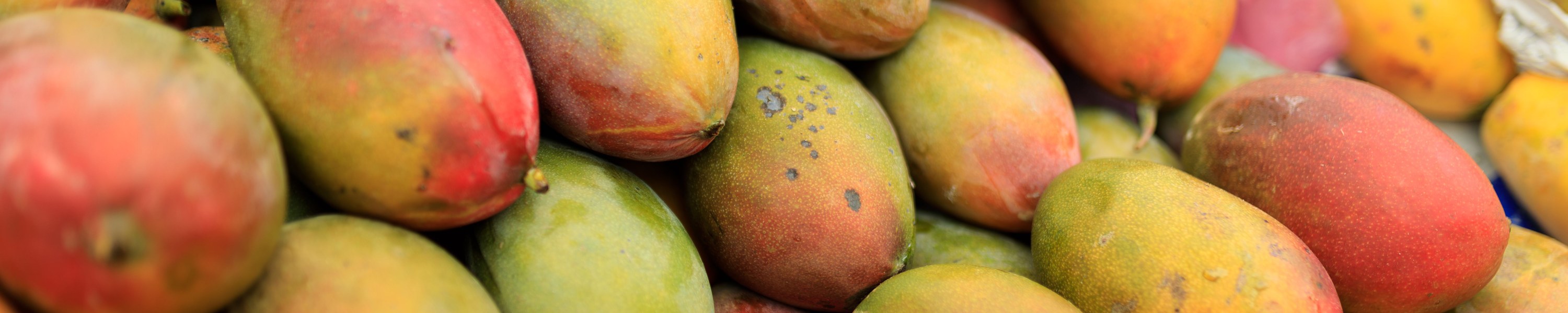 Dürfen Katzen Mango essen? Tropischer Snack mit einer Ausnahme