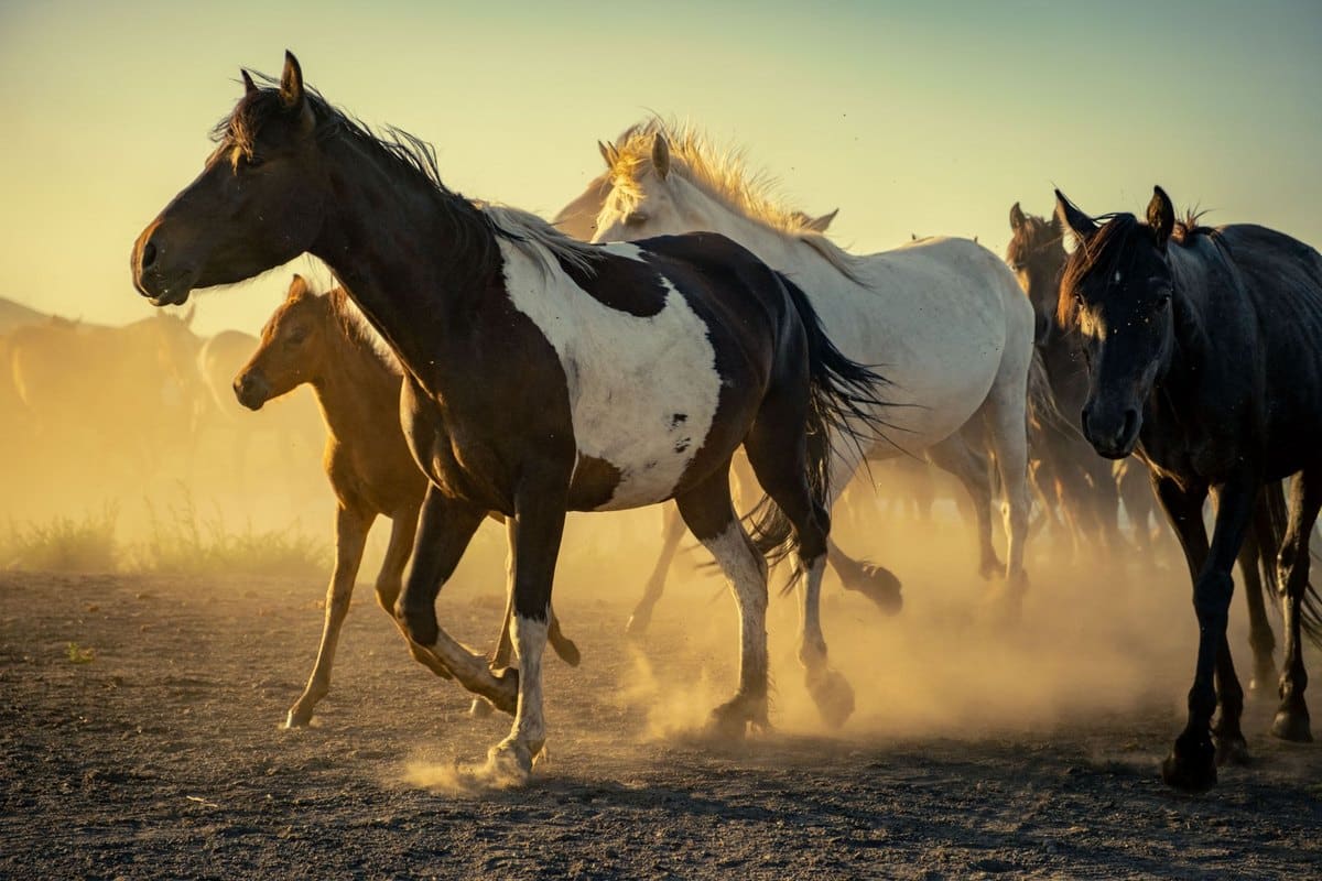 Mash beim Pferd: Wann sinnvoll, welche Sorte, richtige Zuber – go4vet