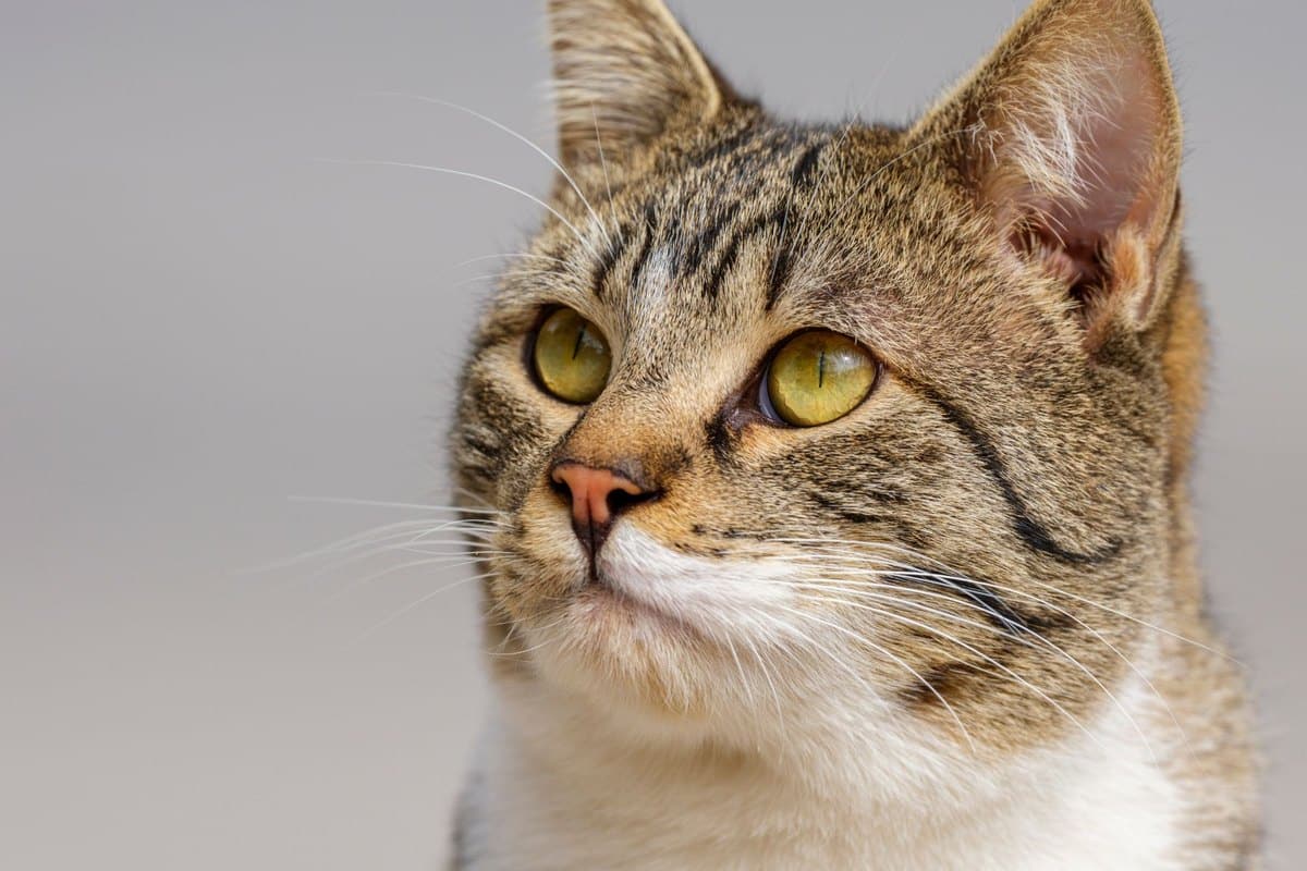 Mastzelltumor bei Katzen – go4vet