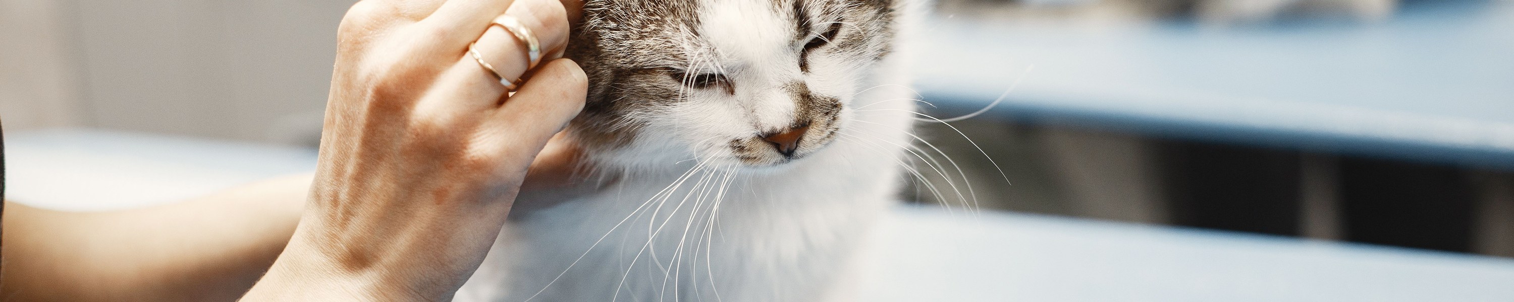 Mastzelltumor bei Katzen