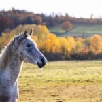 Mauke beim Pferd: Symptome, Behandlung und Stallhygiene