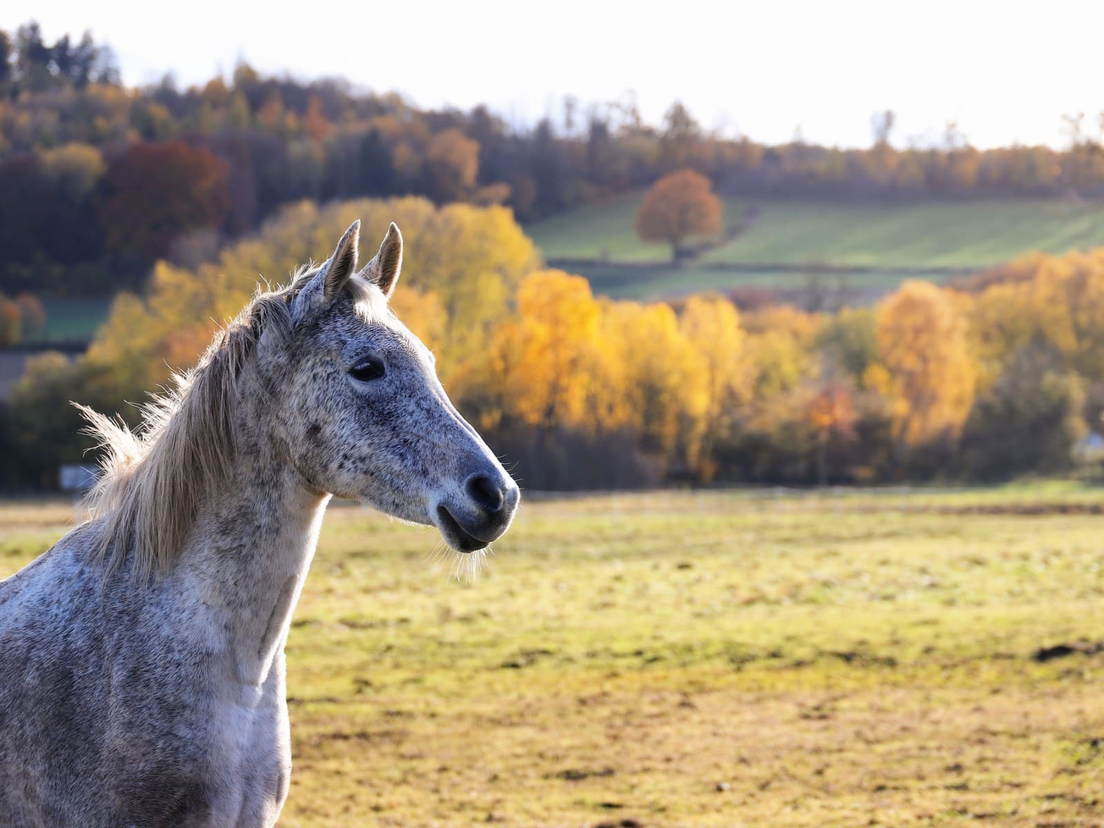 Mauke beim Pferd: Symptome, Behandlung und Stallhygiene