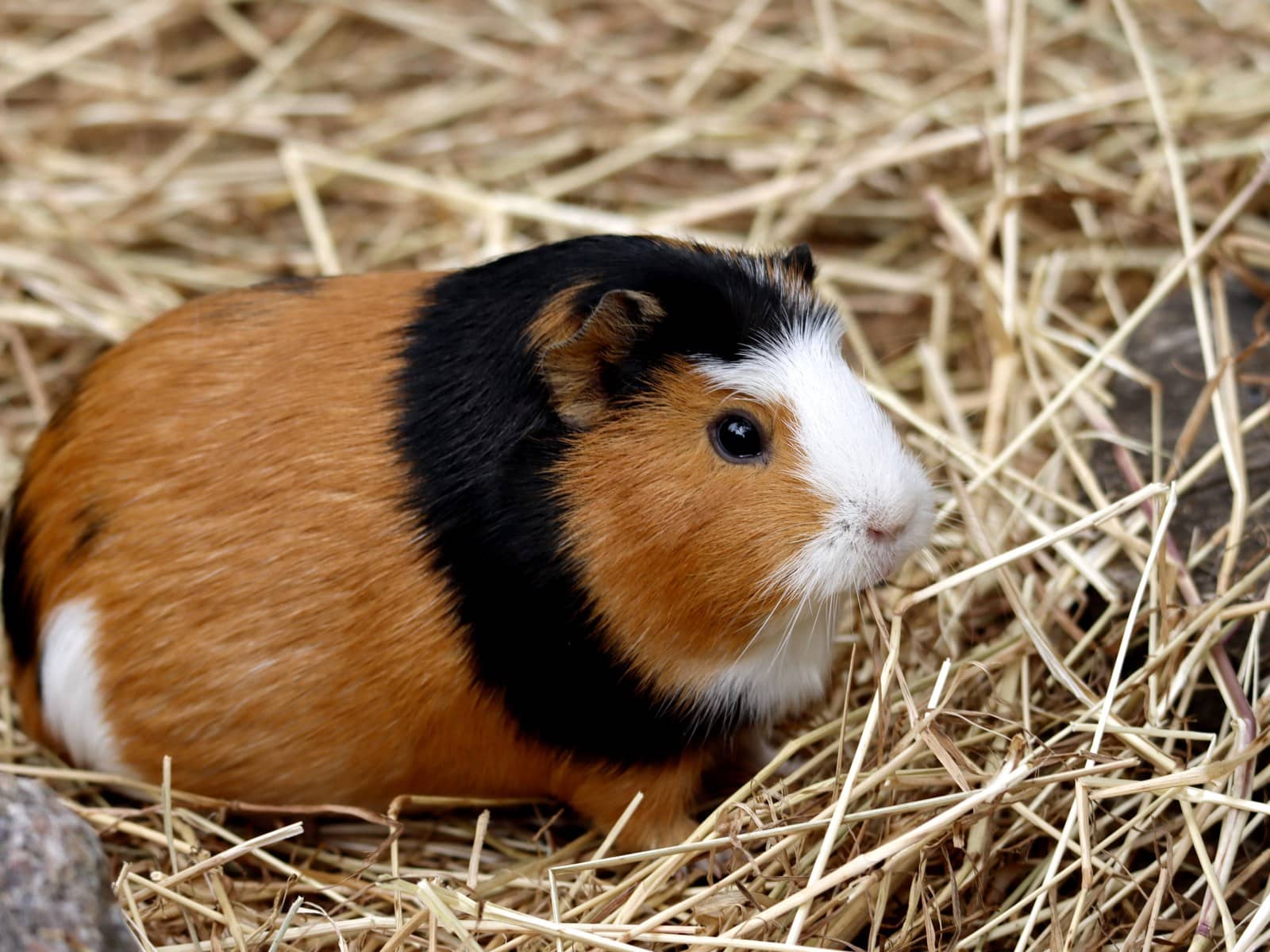 Meerschweinchen artgerecht halten: Platz, Futter & Soziales